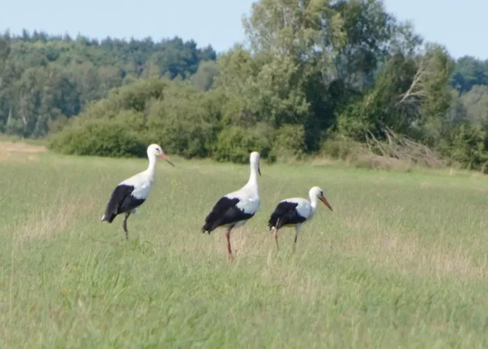 Z Klimatem Wakacyjny